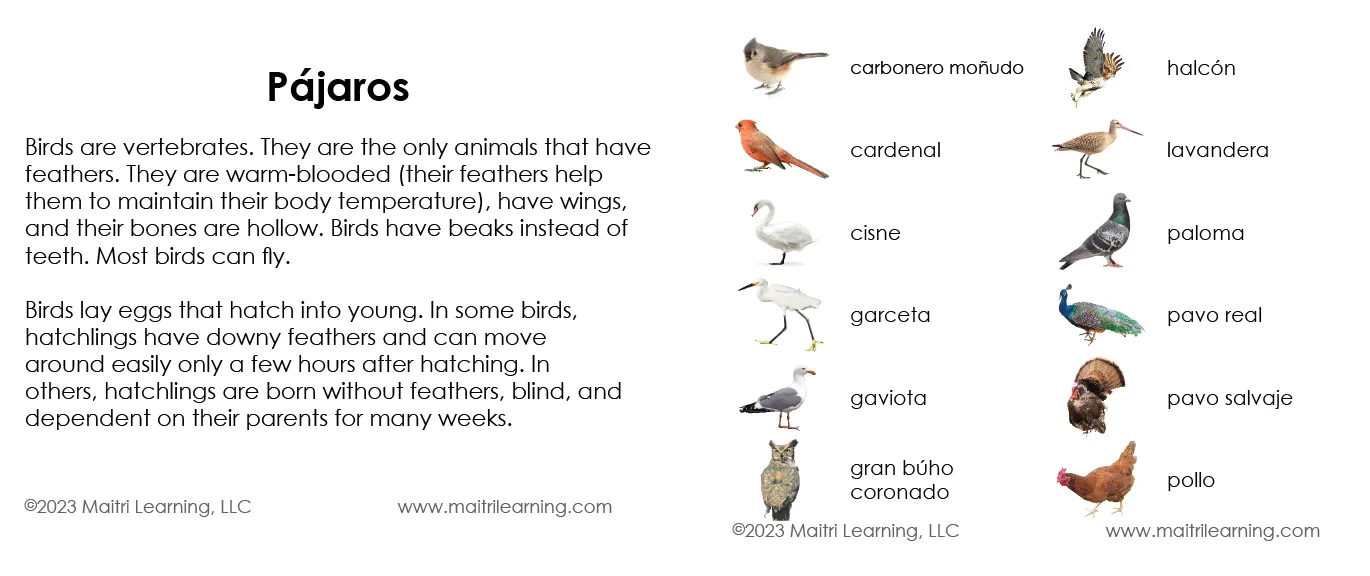 Imperfect Spanish Birds 3-Part Cards