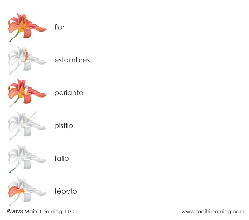 Imperfect Spanish Parts of the Flower (Monocot) 3-Part Cards