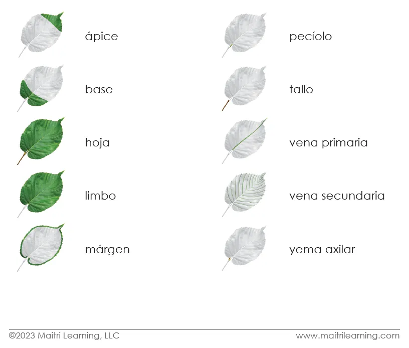 Imperfect Spanish Parts of the Leaf 3-Part Cards