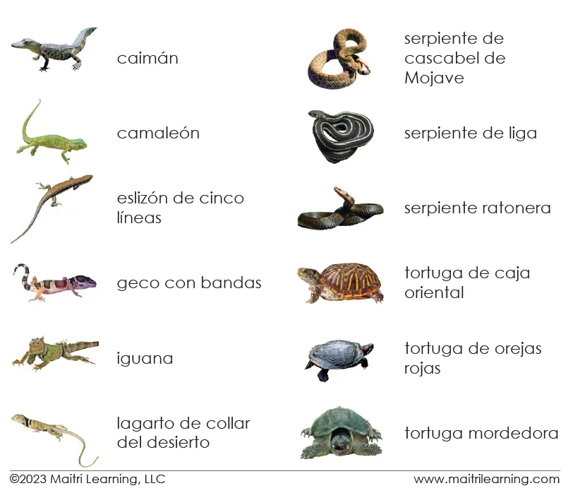 Imperfect Spanish Reptiles 3-Part Cards