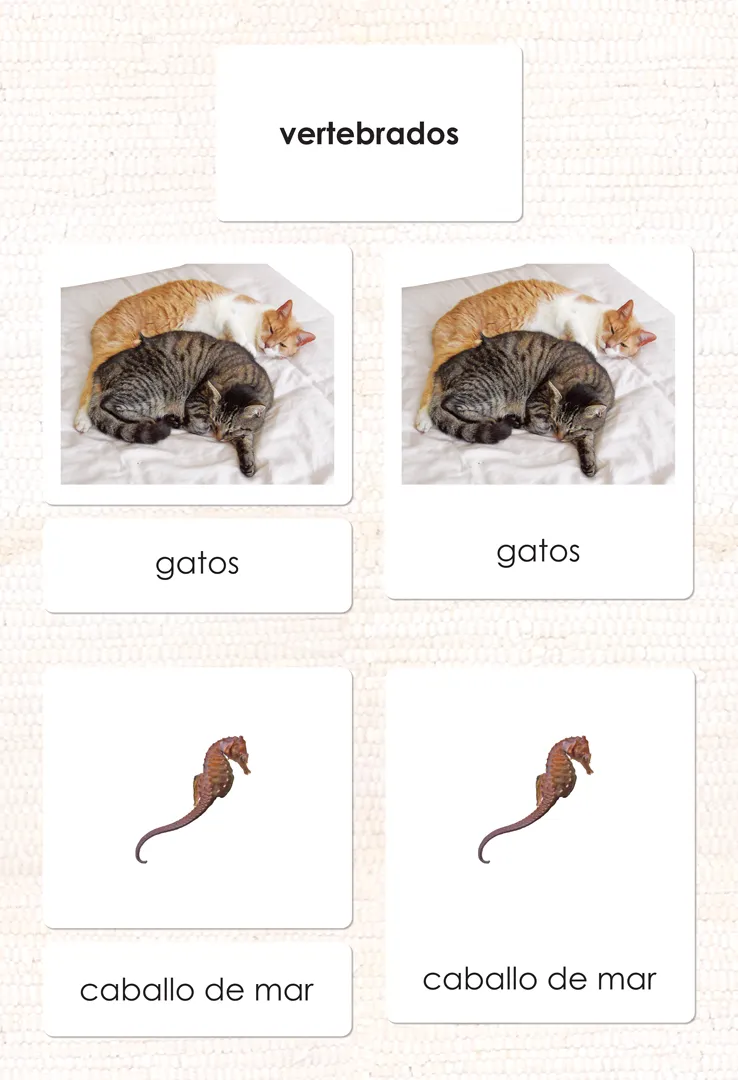 Imperfect Spanish Vertebrates 3-Part Cards