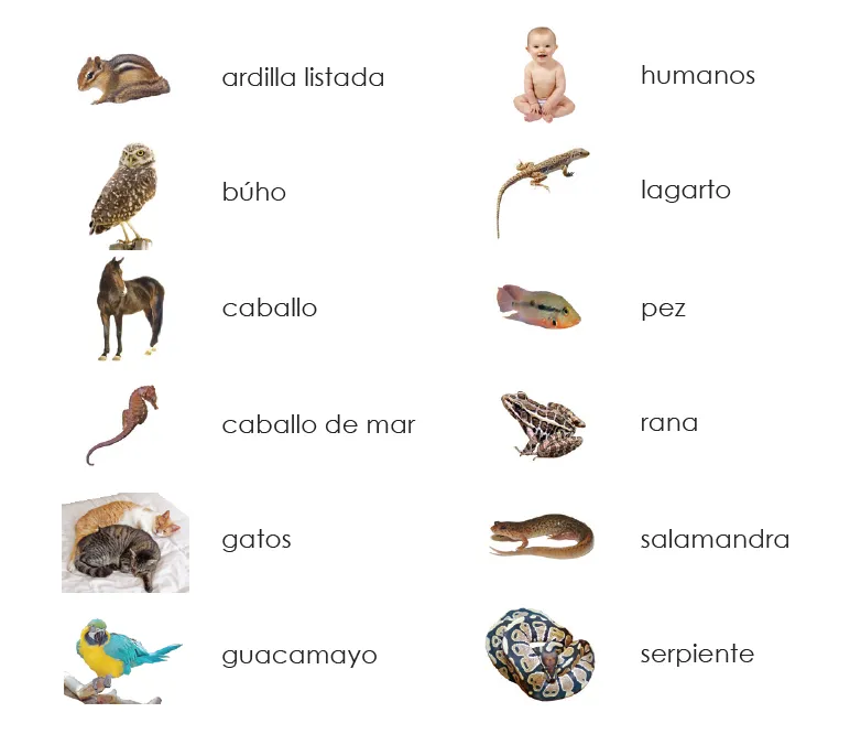 Imperfect Spanish Vertebrates 3-Part Cards