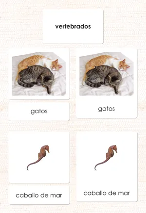 Imperfect Spanish Vertebrates 3-Part Cards