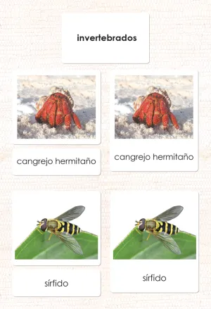Spanish Invertebrates 3-Part Cards