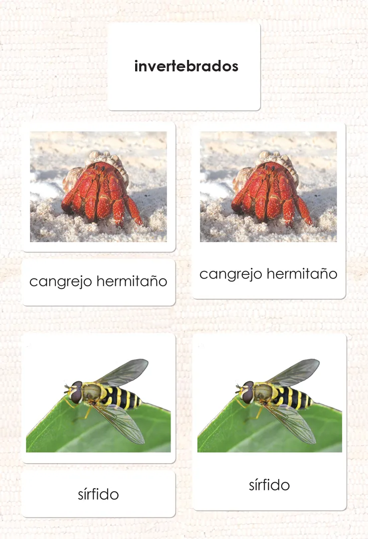 Spanish Invertebrates 3-Part Cards