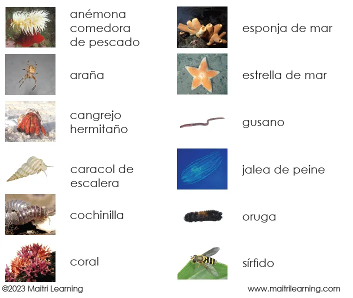 Spanish Invertebrates 3-Part Cards